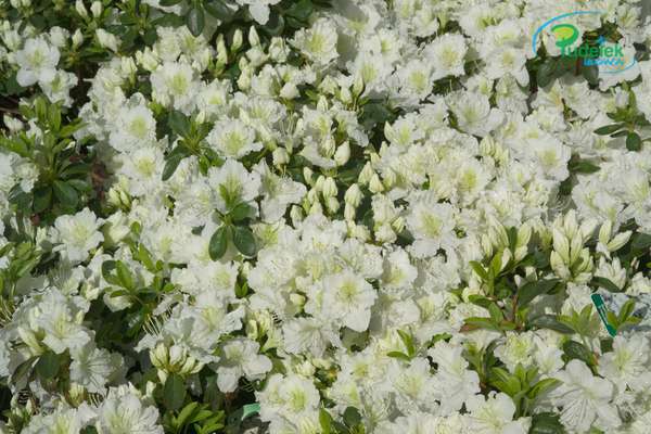 Azalia japońska Schneesturm